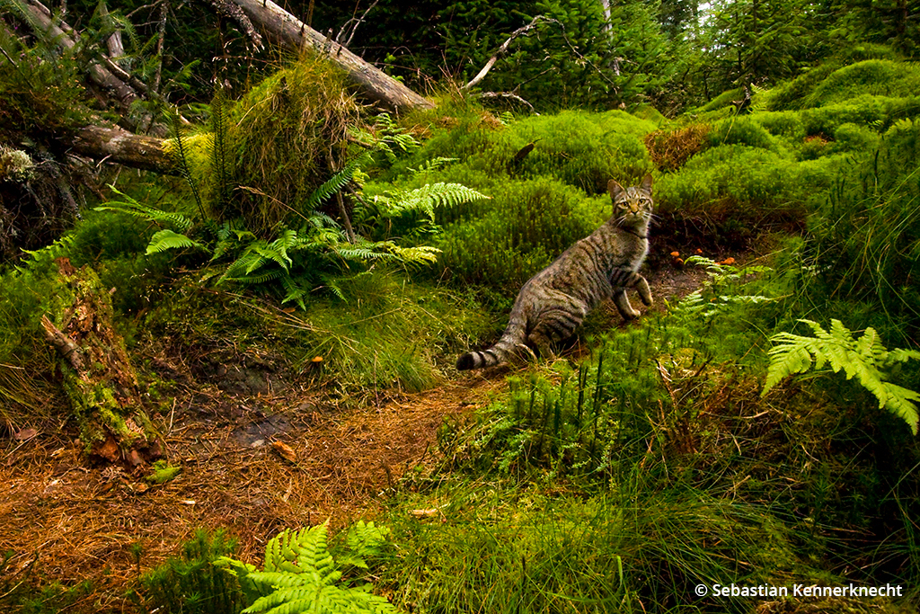 Photographing wildcats: image of a Scottish wildcat.