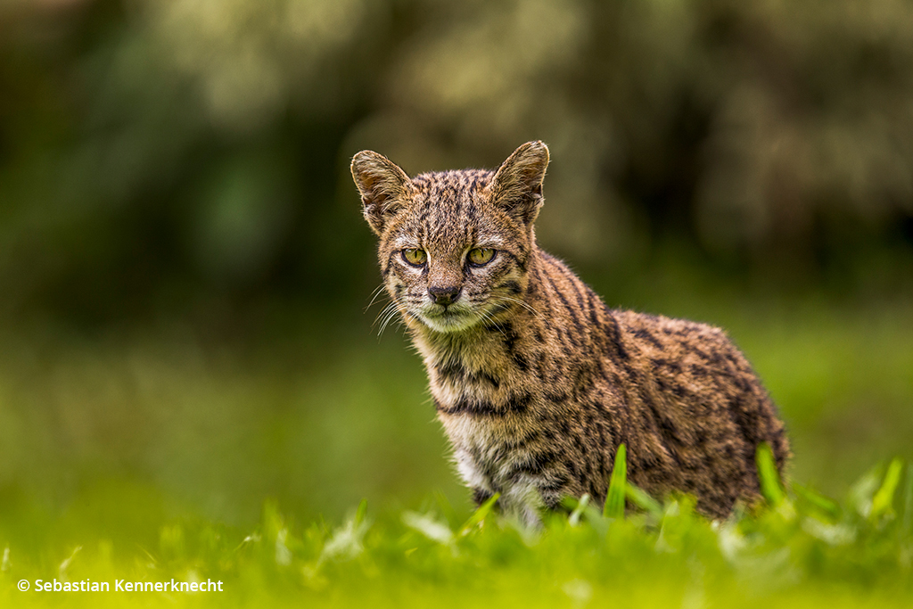 Image of a Geoffroy's cat.