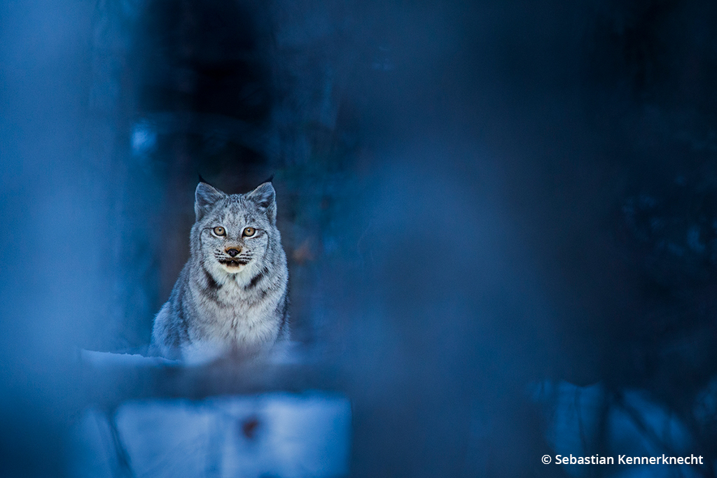 Image of a Canada lynx wildcat.