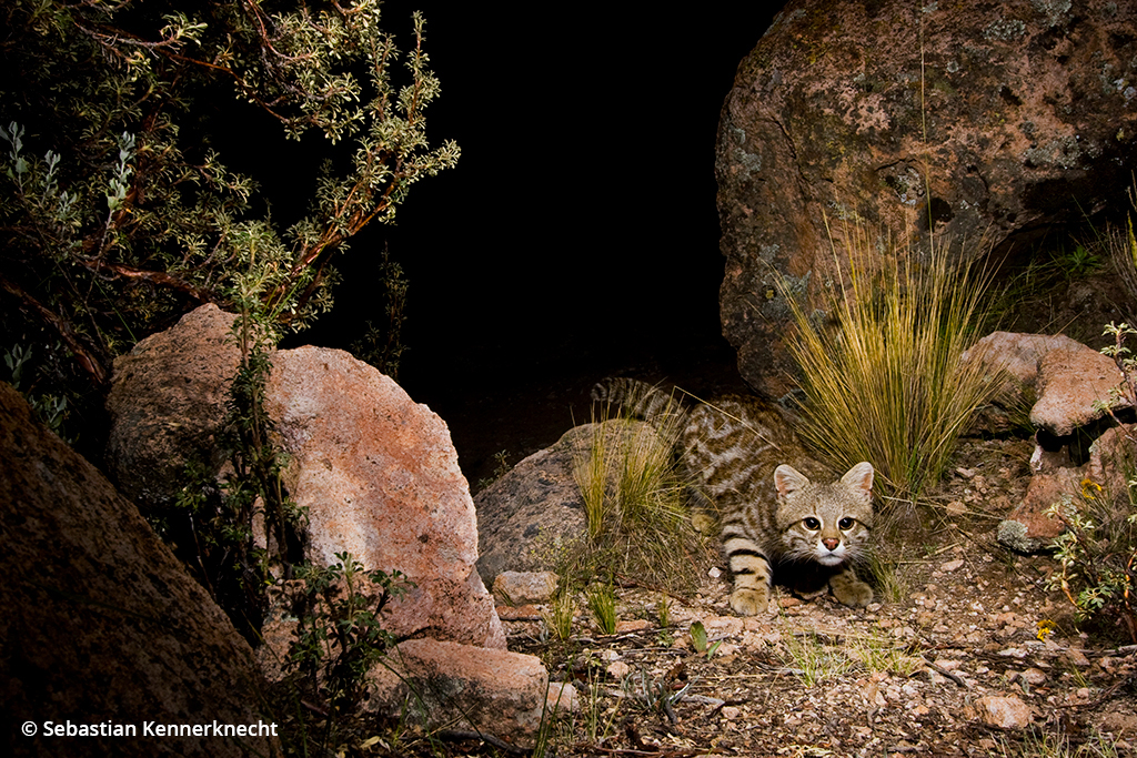 Image of a pampas cat.