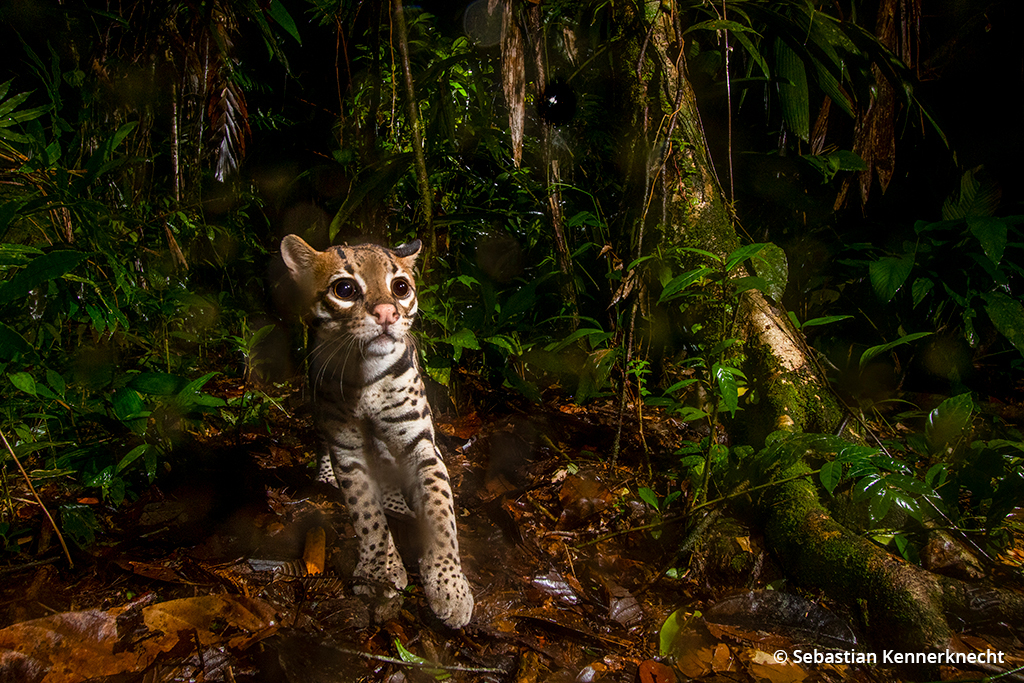 Image of an ocelot.