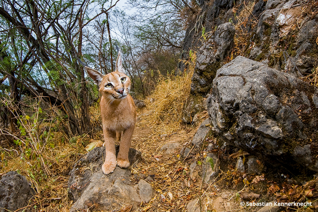 Image of an Arabian caracal wildcat.