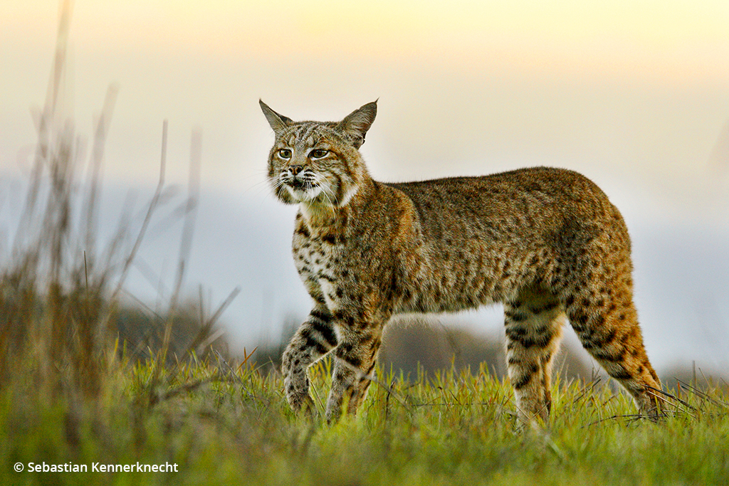 Image of a bobcat at UC Santa Cruz.