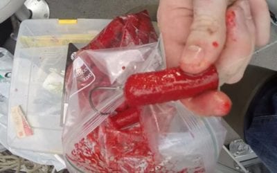 Create Your Own Catfish Bait Using Hot Dogs and Jello