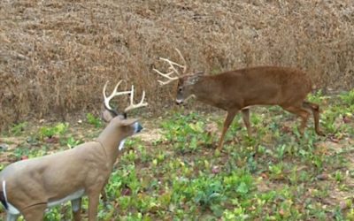 Do Deer Decoys Work? These Are a Few Situations Where They Do, and Some Where They Don’t