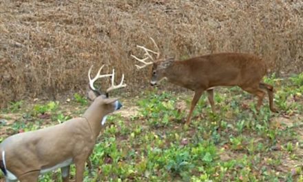 Do Deer Decoys Work? These Are a Few Situations Where They Do, and Some Where They Don’t