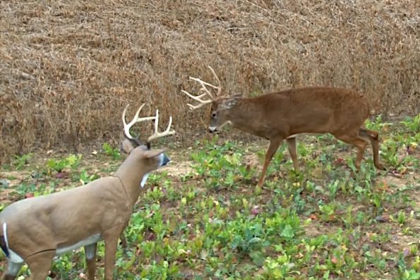 Do Deer Decoys Work? These Are a Few Situations Where They Do, and Some Where They Don’t