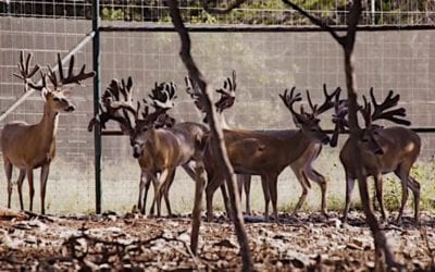 Explaining Why Hunters Have a Beef with High Fences