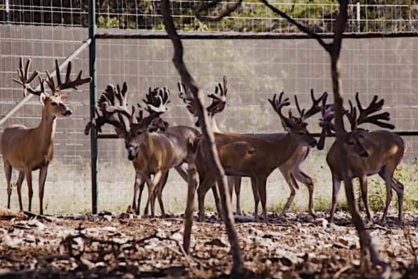 Explaining Why Hunters Have a Beef with High Fences