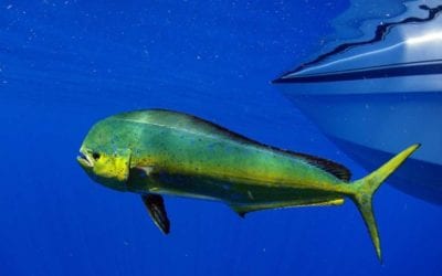Fishing for Mahi Mahi: Profiling the Fish and Explaining How to Catch Them