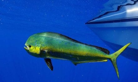 Fishing for Mahi Mahi: Profiling the Fish and Explaining How to Catch Them