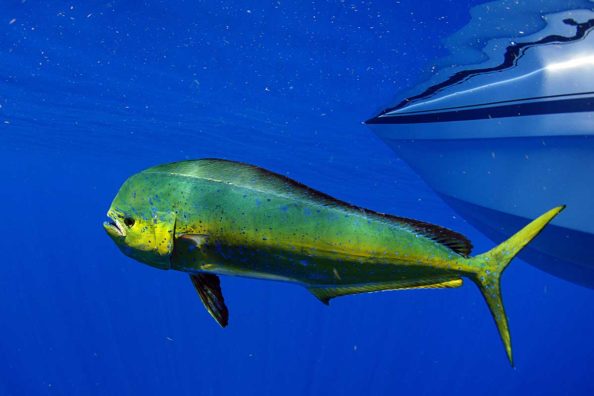 Fishing for Mahi Mahi: Profiling the Fish and Explaining How to Catch Them