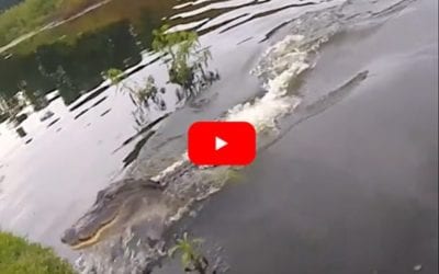Florida Alligator Comes in Fast to Steal Fisherman’s Bass