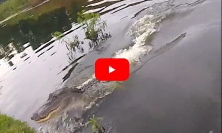 Florida Alligator Comes in Fast to Steal Fisherman’s Bass