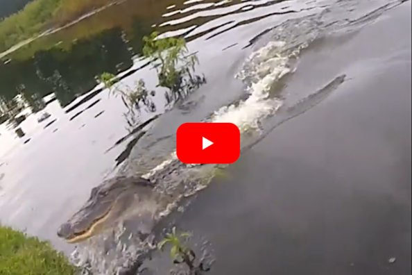 Florida Alligator Comes in Fast to Steal Fisherman’s Bass