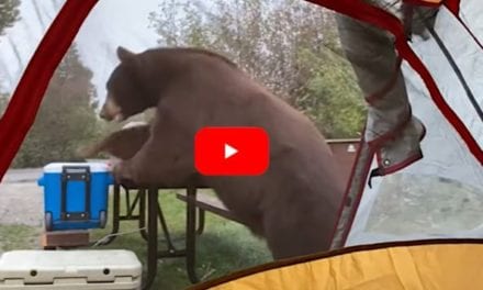 Huge Bear Raids Campsite as People Watch From Their Tent