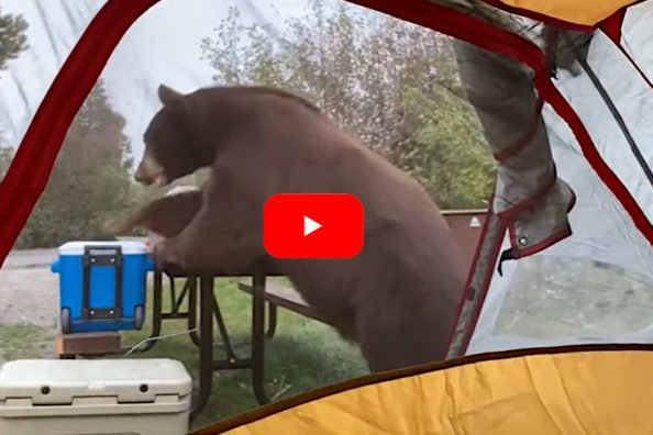 Huge Bear Raids Campsite as People Watch From Their Tent