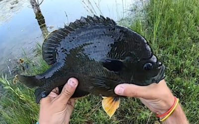 King-Sized Hybrid Bluegill Proves to Be a Real Handful