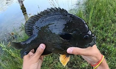 King-Sized Hybrid Bluegill Proves to Be a Real Handful