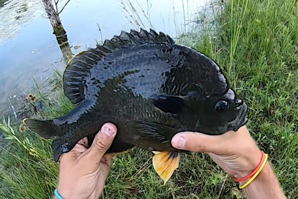 King-Sized Hybrid Bluegill Proves to Be a Real Handful