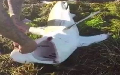 Man Learns the Danger in Removing a Hook from a Beached Shark