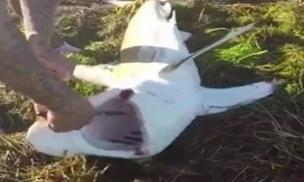 Man Learns the Danger in Removing a Hook from a Beached Shark