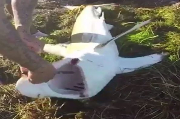 Man Learns the Danger in Removing a Hook from a Beached Shark