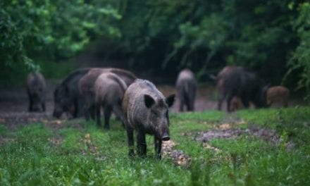 New Alabama Night Hunting Permit for Hogs and Coyotes Available