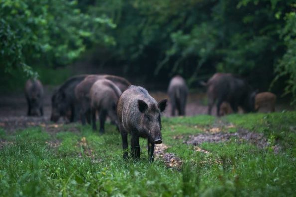 New Alabama Night Hunting Permit for Hogs and Coyotes Available