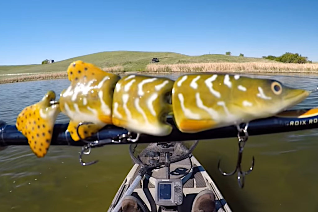 Northern Pike Swimbait Proves Pike are Notorious Cannibals Outdoor
