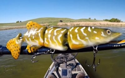 Northern Pike Swimbait Proves Pike are Notorious Cannibals