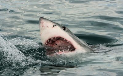One Great White Shark Bites Another in Half