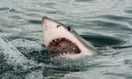 One Great White Shark Bites Another in Half