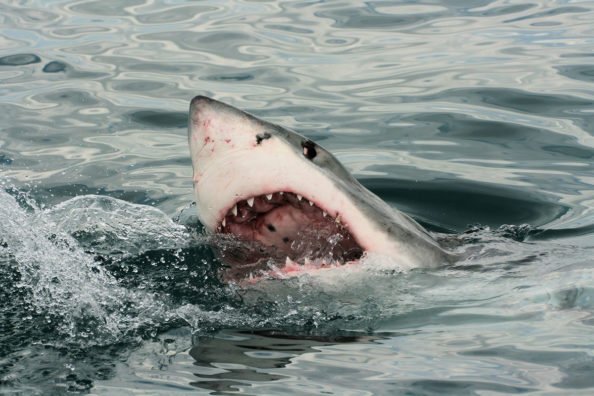 One Great White Shark Bites Another in Half