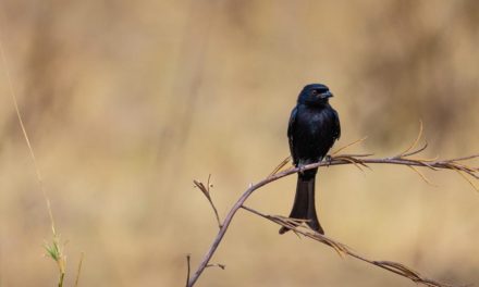 Photo Of The Day By Robert Henderson