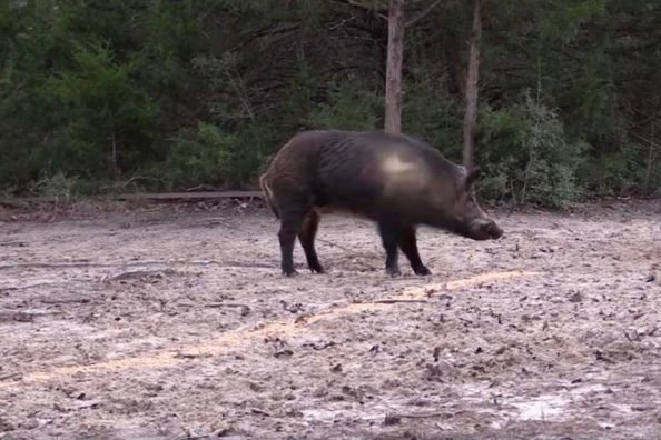 Pigman Drops a Huge Boar With a .300 Win. Mag