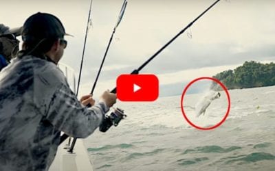 Potential World Record 300+ Pound Tarpon Caught and Released in Colombia