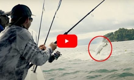 Potential World Record 300+ Pound Tarpon Caught and Released in Colombia
