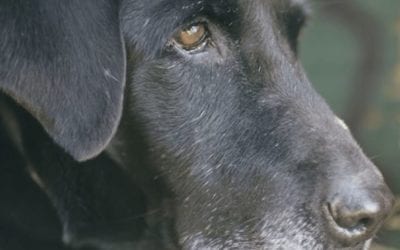 Sam the Hunting Dog Gets One Last Retrieve Before Retiring
