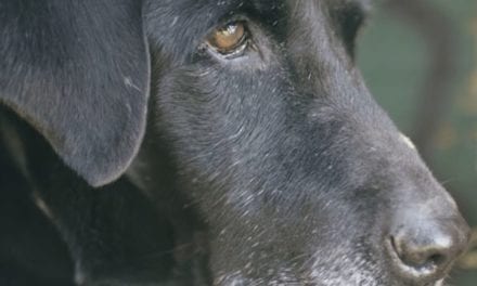 Sam the Hunting Dog Gets One Last Retrieve Before Retiring