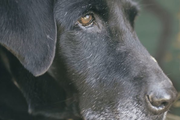 Sam the Hunting Dog Gets One Last Retrieve Before Retiring