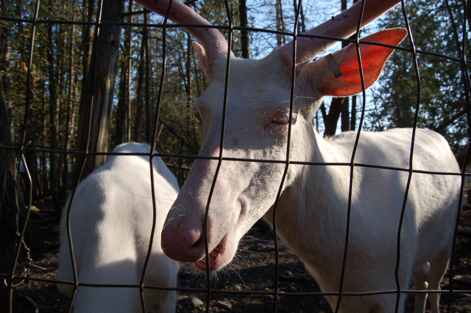 Piebald and Albino Deer