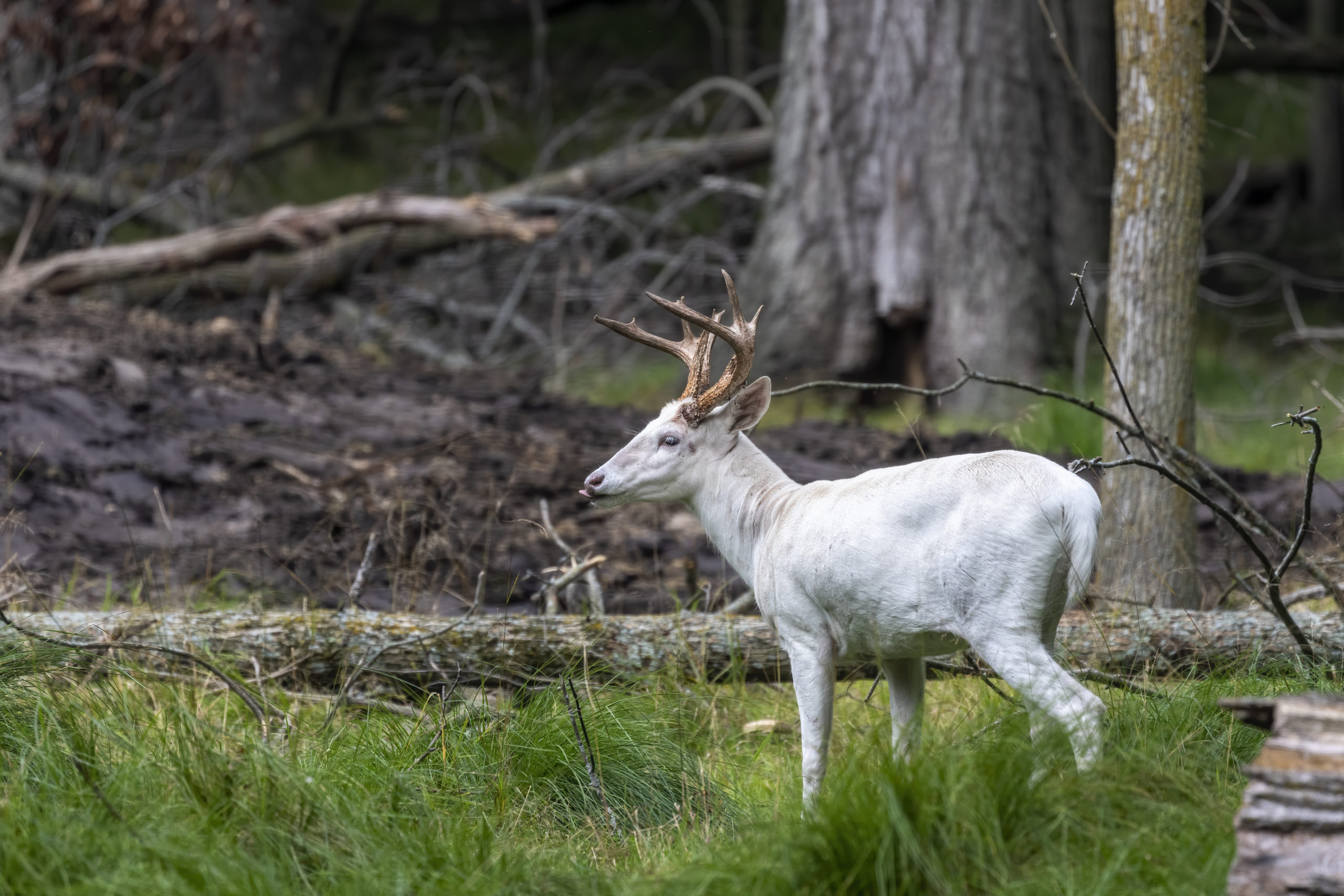 Piebald and Albino Deer