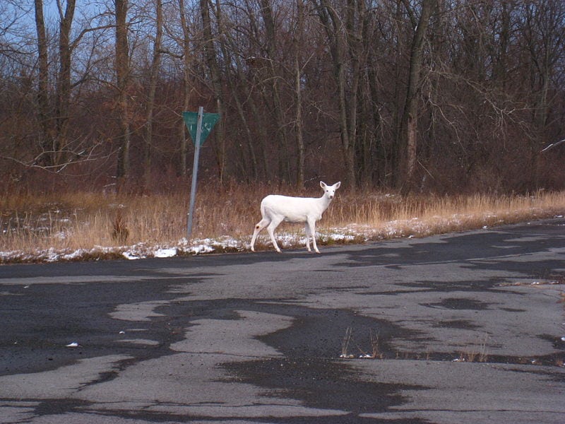 Piebald and Albino Deer