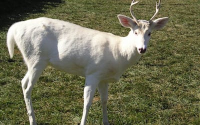 Should We Shoot Albino and Piebald Deer?