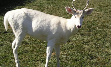 Should We Shoot Albino and Piebald Deer?