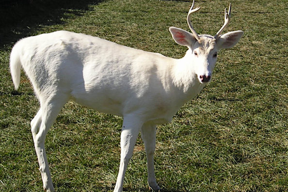 Should We Shoot Albino and Piebald Deer?