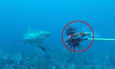 Spearfishermen Teach Sharks to Help Combat Invasive Lionfish Populations