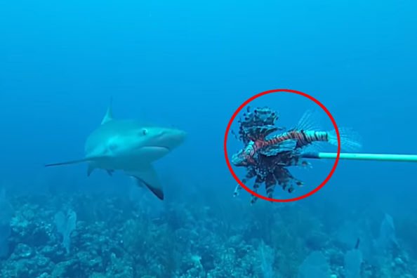 Spearfishermen Teach Sharks to Help Combat Invasive Lionfish Populations