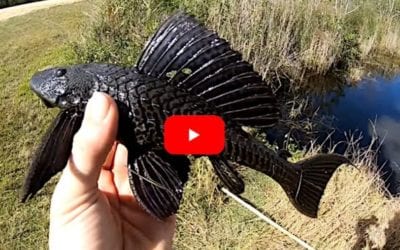 Spearing and Taste-Testing Invasive Armored Catfish in Florida